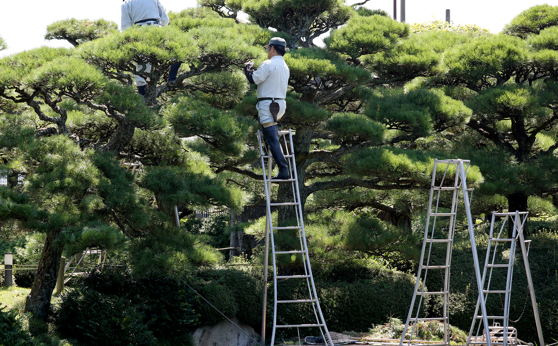 埼玉で植木屋に依頼をするなら当造園業者へ